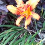 opening