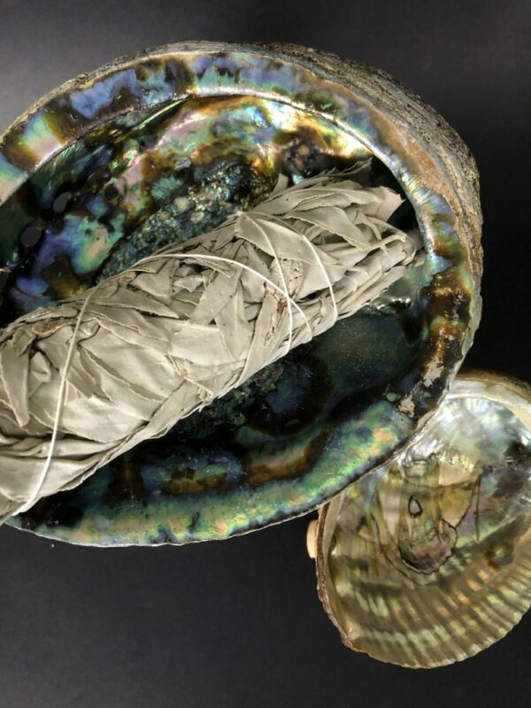 Large Abalone Shell. 7”-8” shell