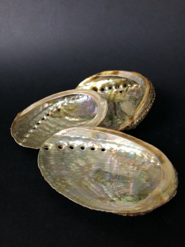 Large Abalone Shell. 7”-8” shell