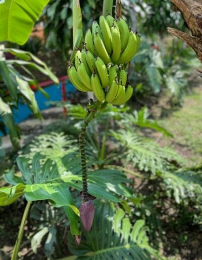 Bananas