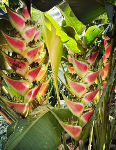 Bird of Paradise