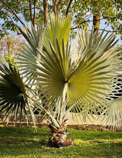 Plant at Inti Wasi